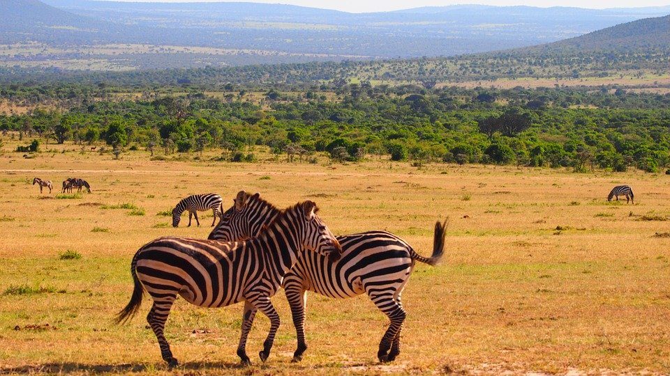 quand partir au kenya pour un safari