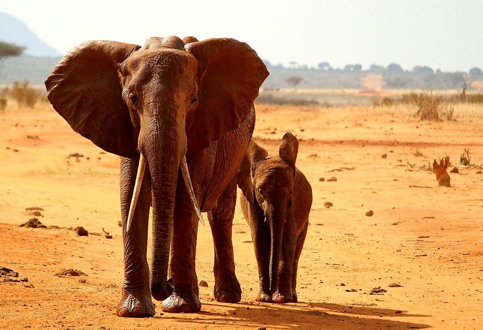 éléphants à Tsavo