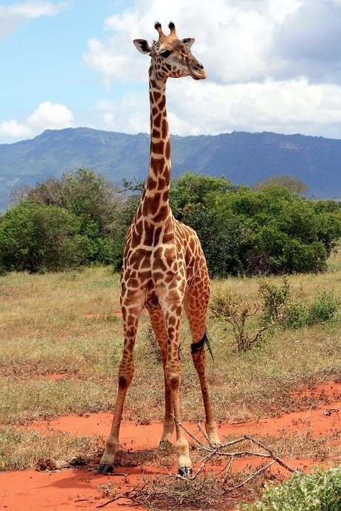 girafe kenya