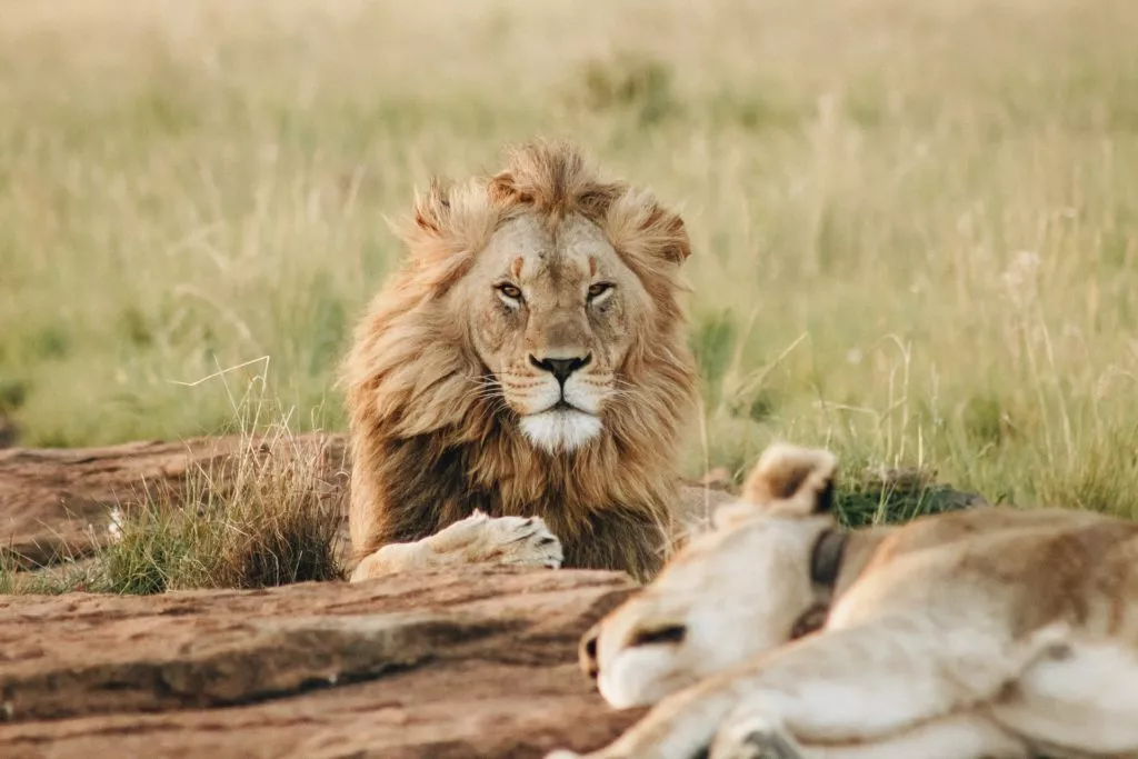 lions en pleine sieste lors dun safari au kenya