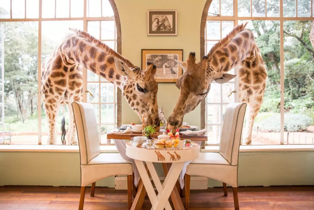 Giraffe Manor | Activités, tarifs et avis sur cet hôtel insolite