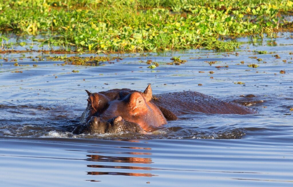 hippopotame lac Naivasha