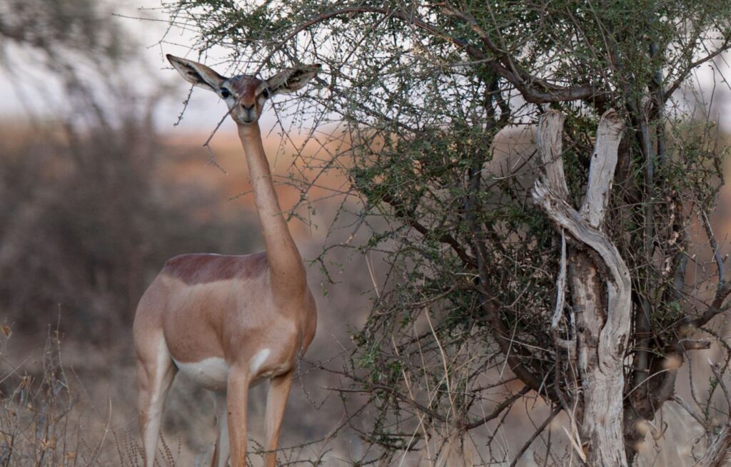 Un safari hors des sentiers battus à Samburu