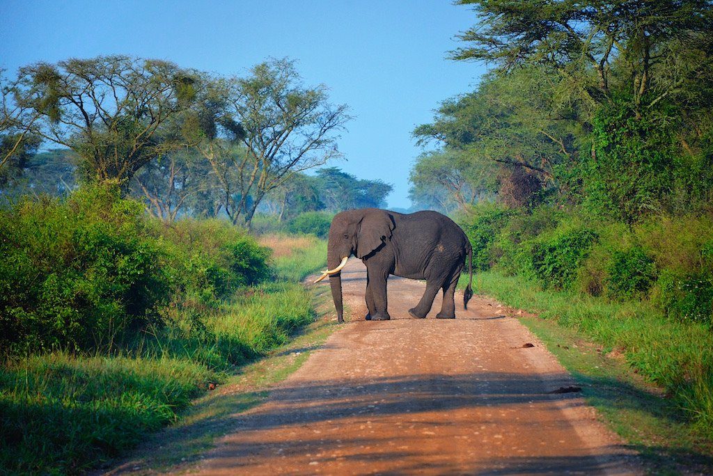 Safari en Ouganda