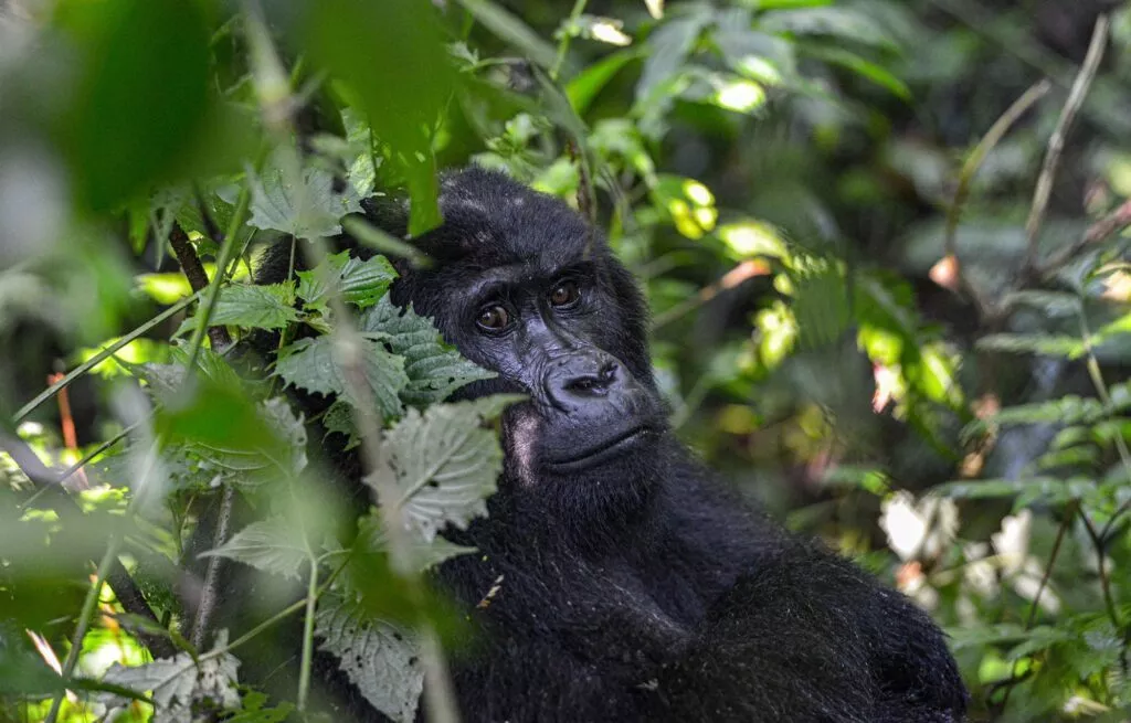 gorille en ouganda