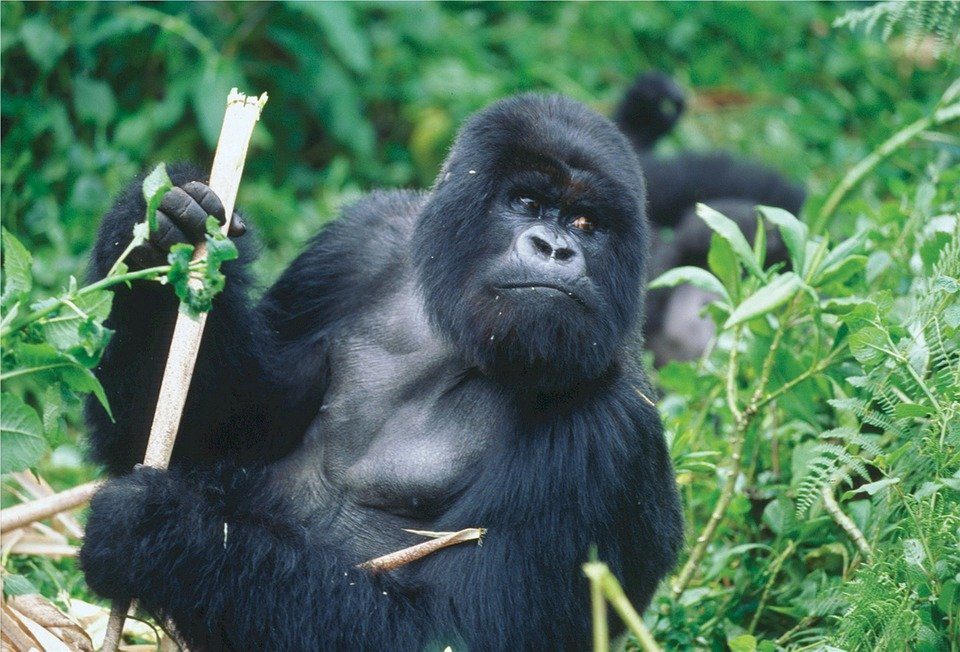 Gorille rwandais