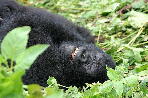 gorilles du Rwanda