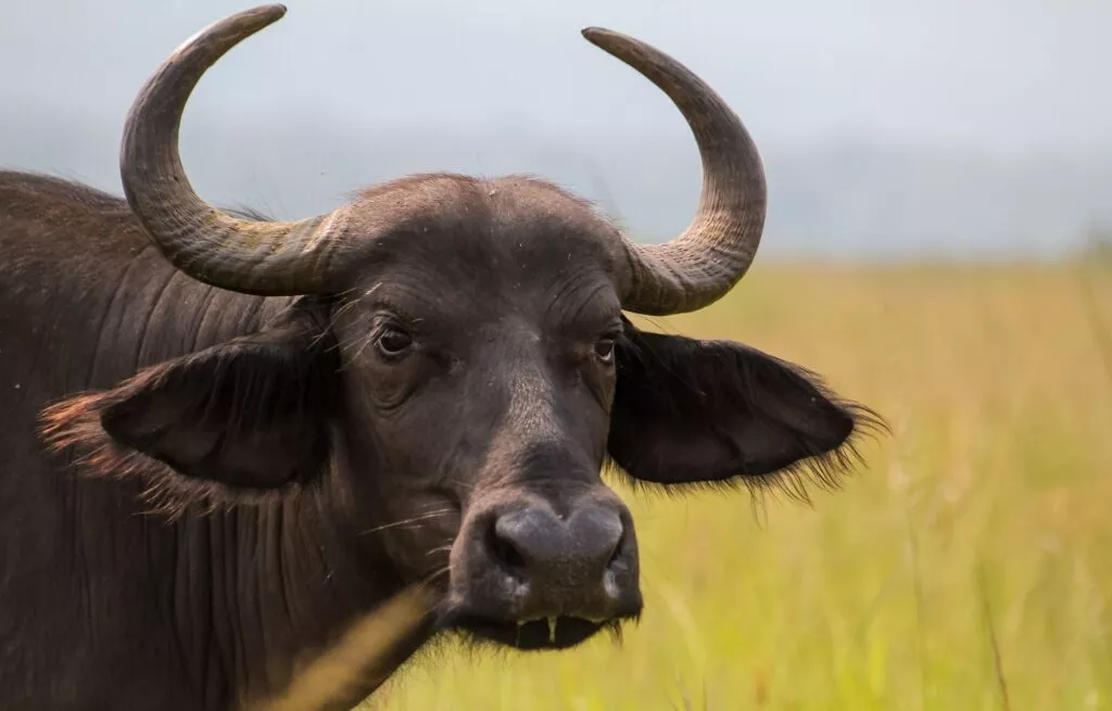 Akagera buffle aperçu lors d'un safari
