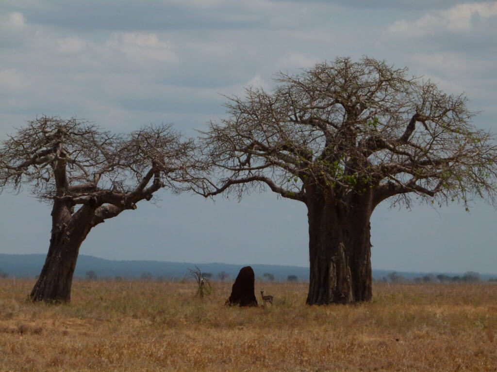 baobab safari tarangire
