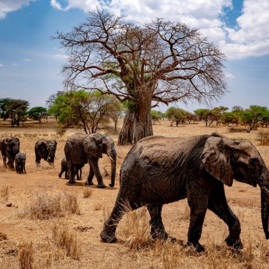 baobab en safari en tanzanie