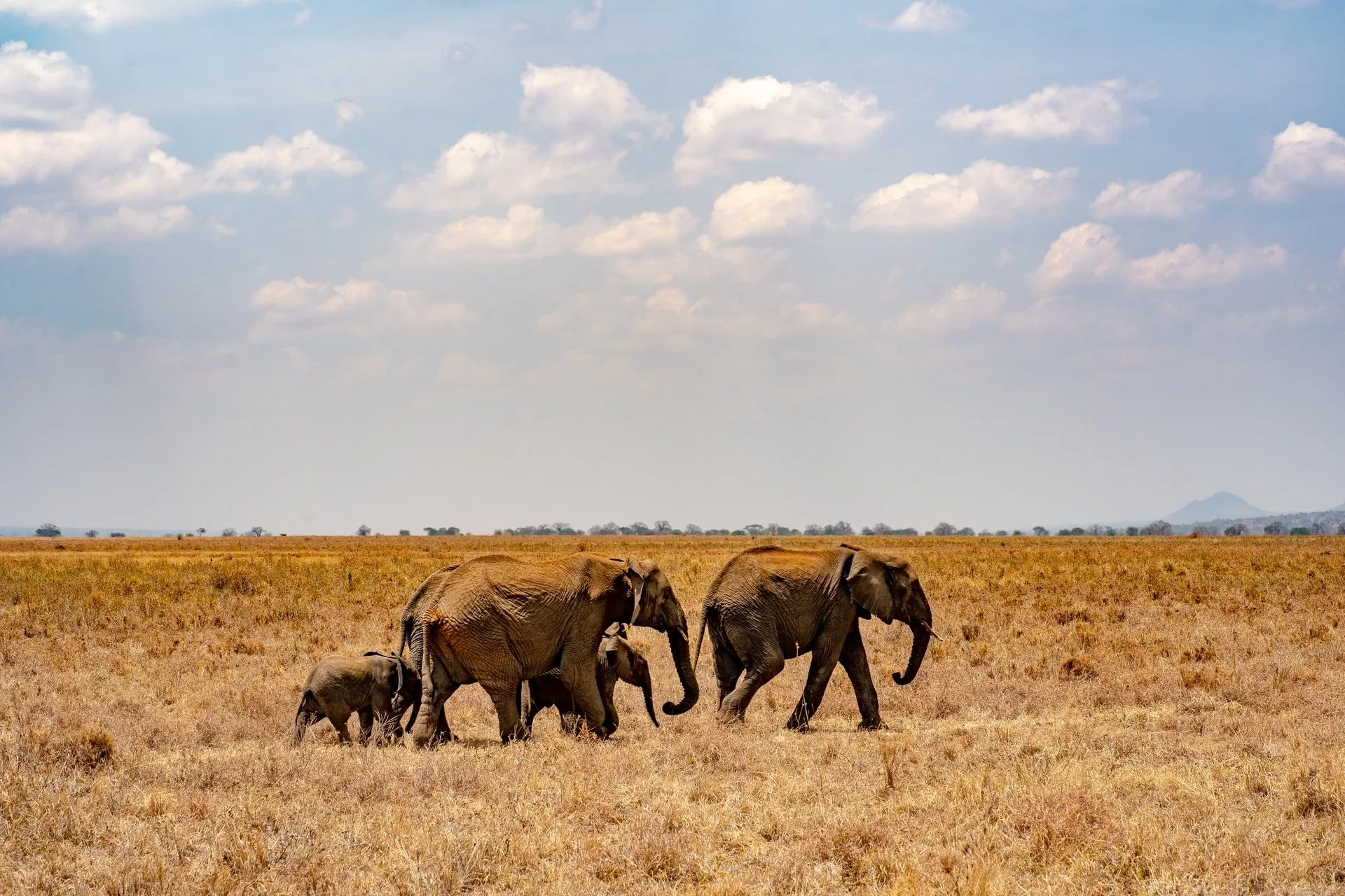 éléphants en safari en Tanzanie