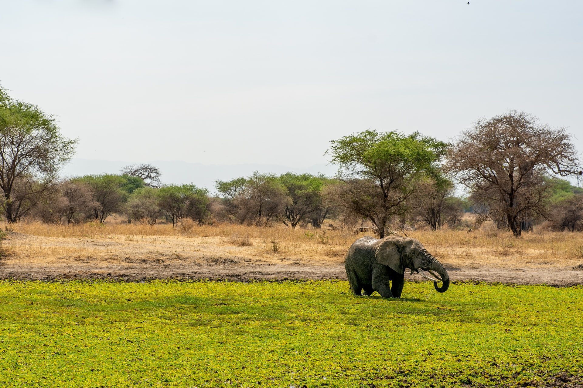 éléphants en safari
