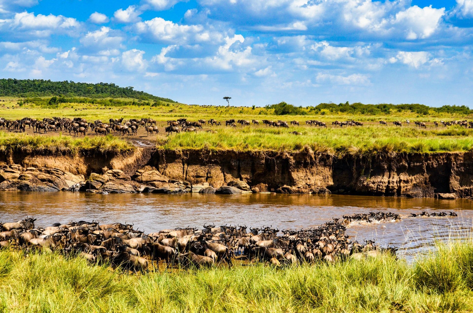 gnous lors de la migration au serengeti