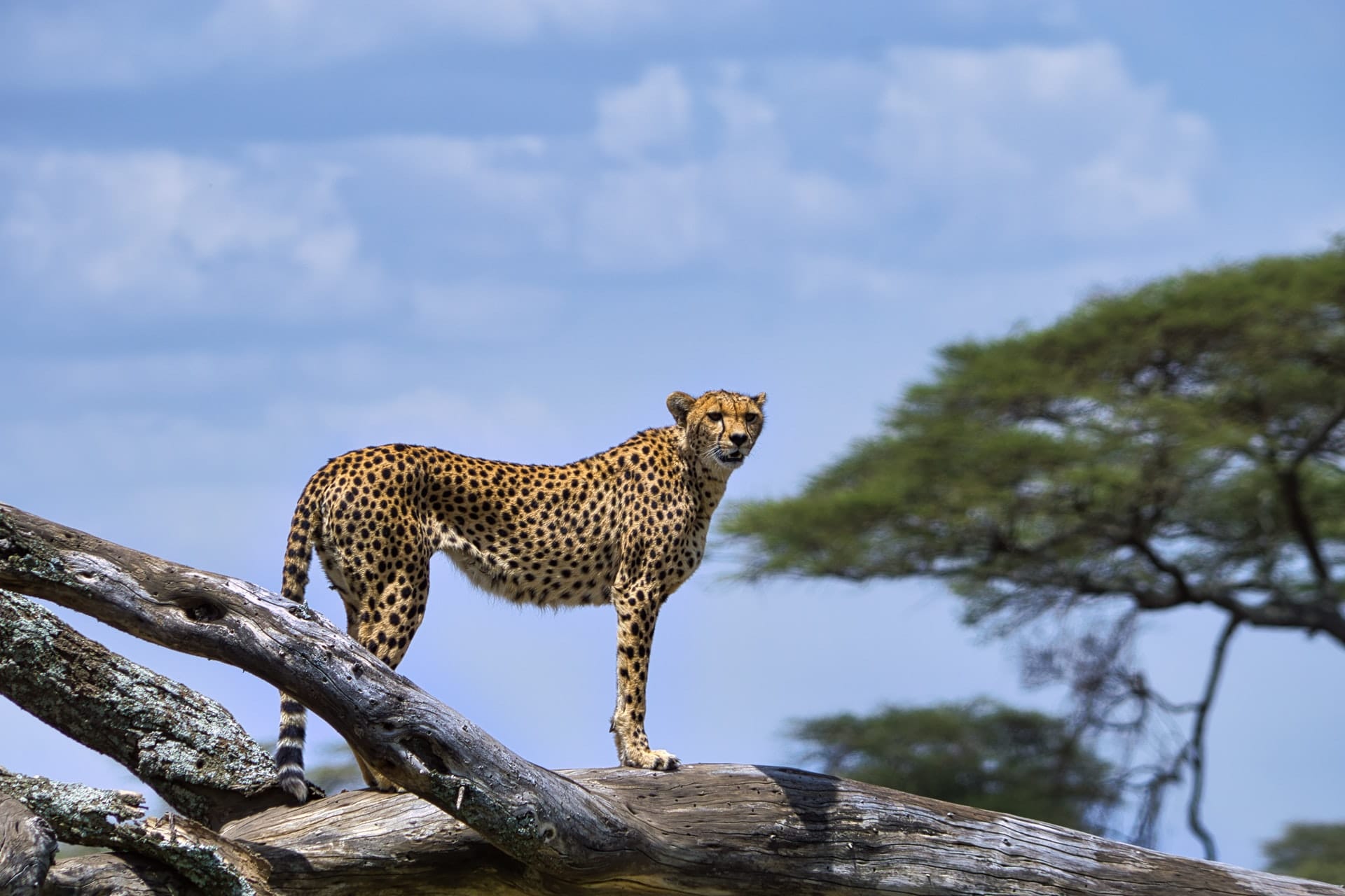guépard en safari au serengeti