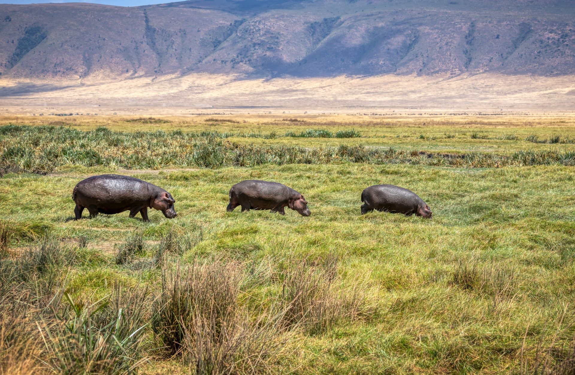 hippos en safari à Ngorongoro