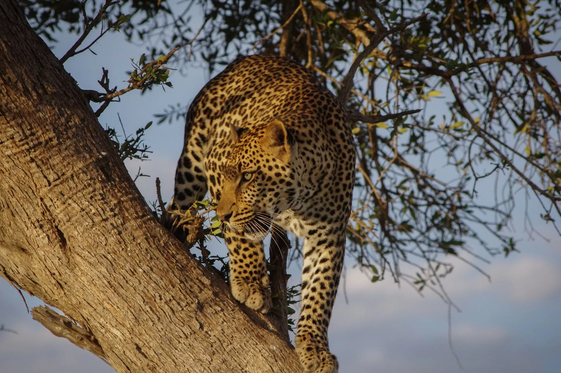 leopard dans un arbre Safari Tanzanie