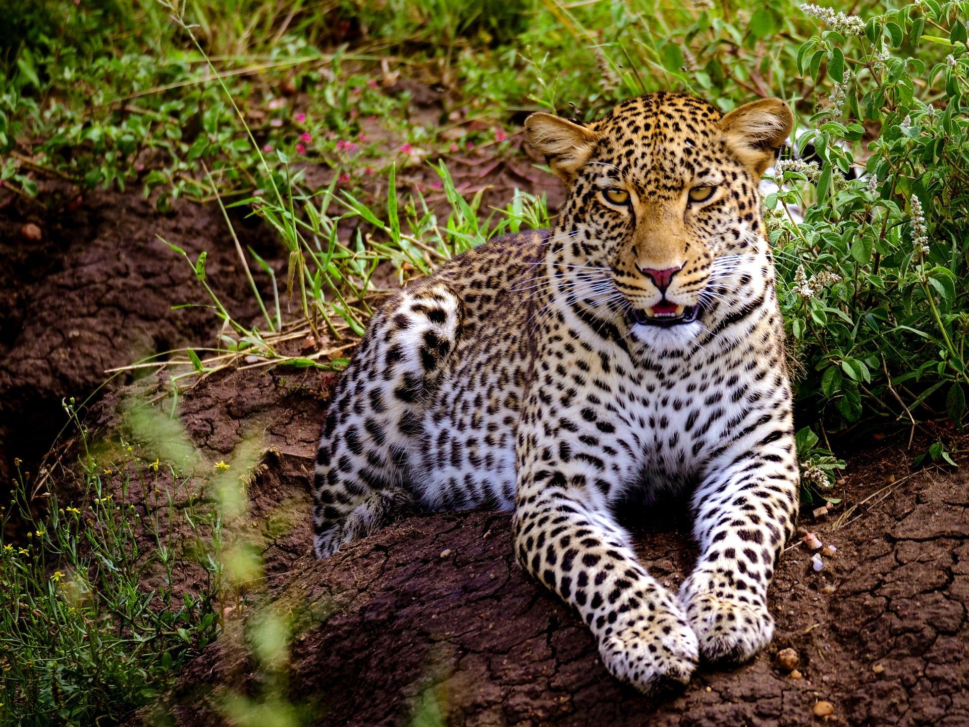 leopard au serengeti