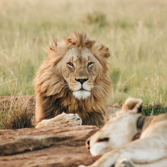 lion en safari en tanzanie
