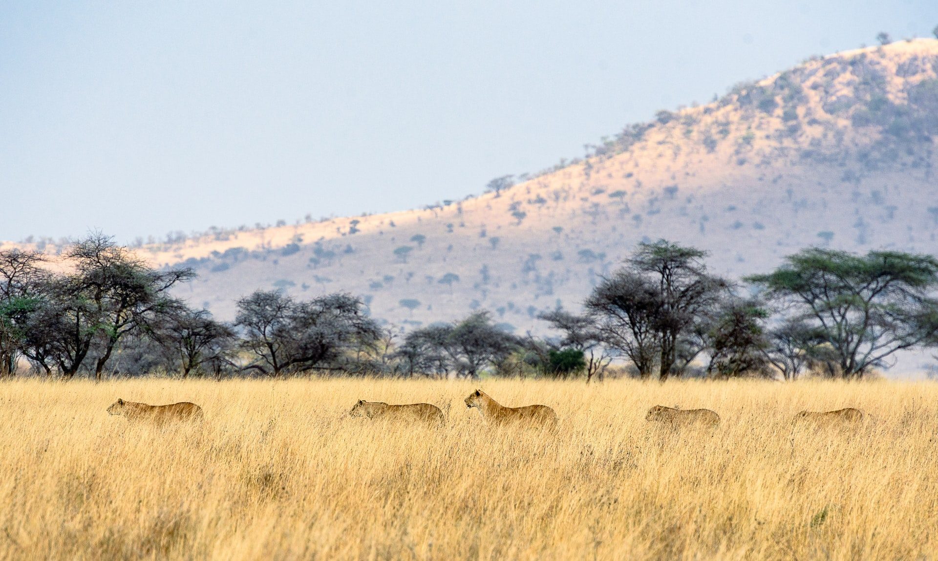 lionne en safari au serengeti