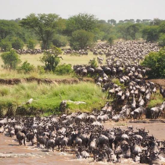 grande migration au serengeti safari