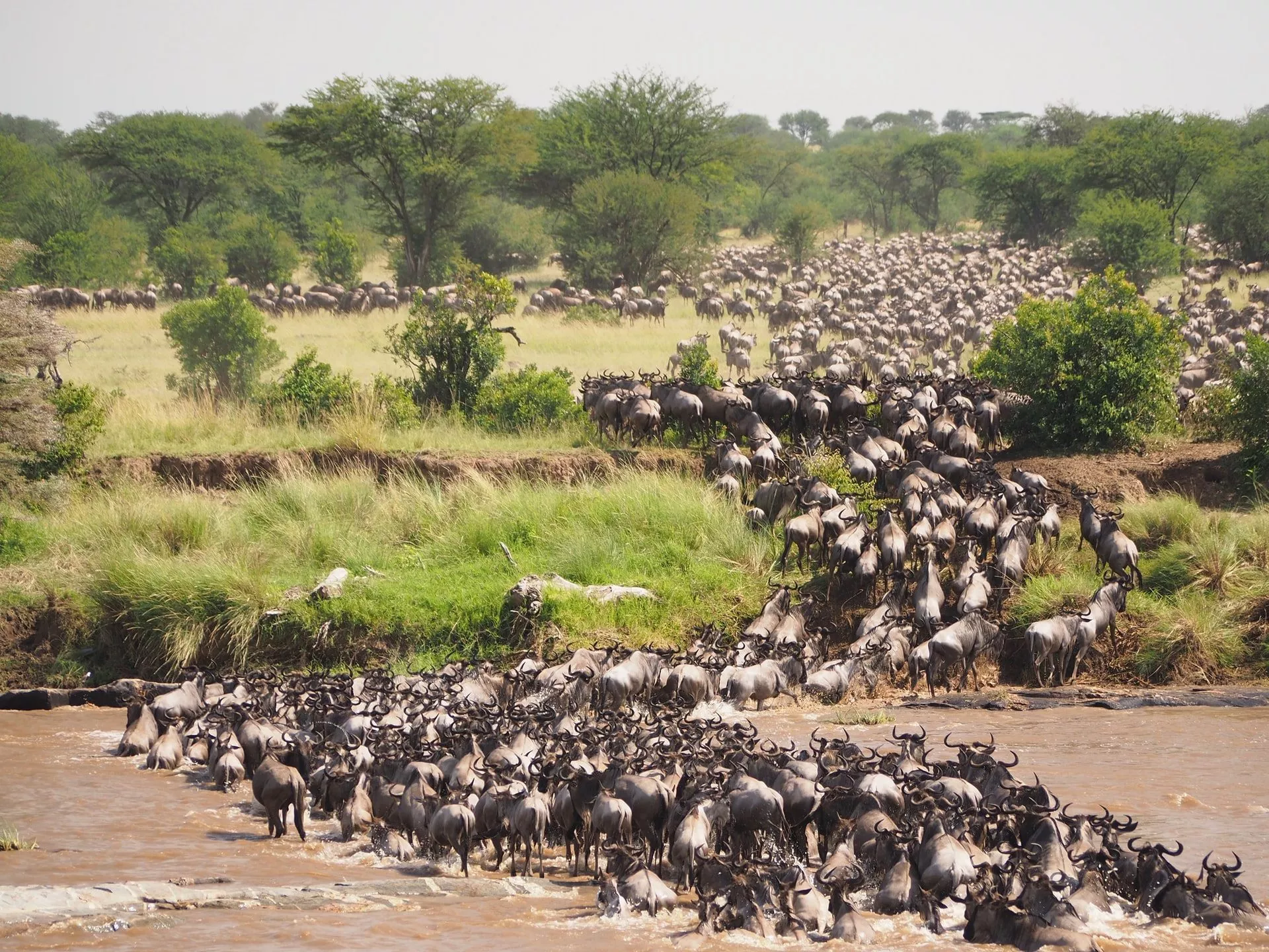 grande migration au serengeti safari