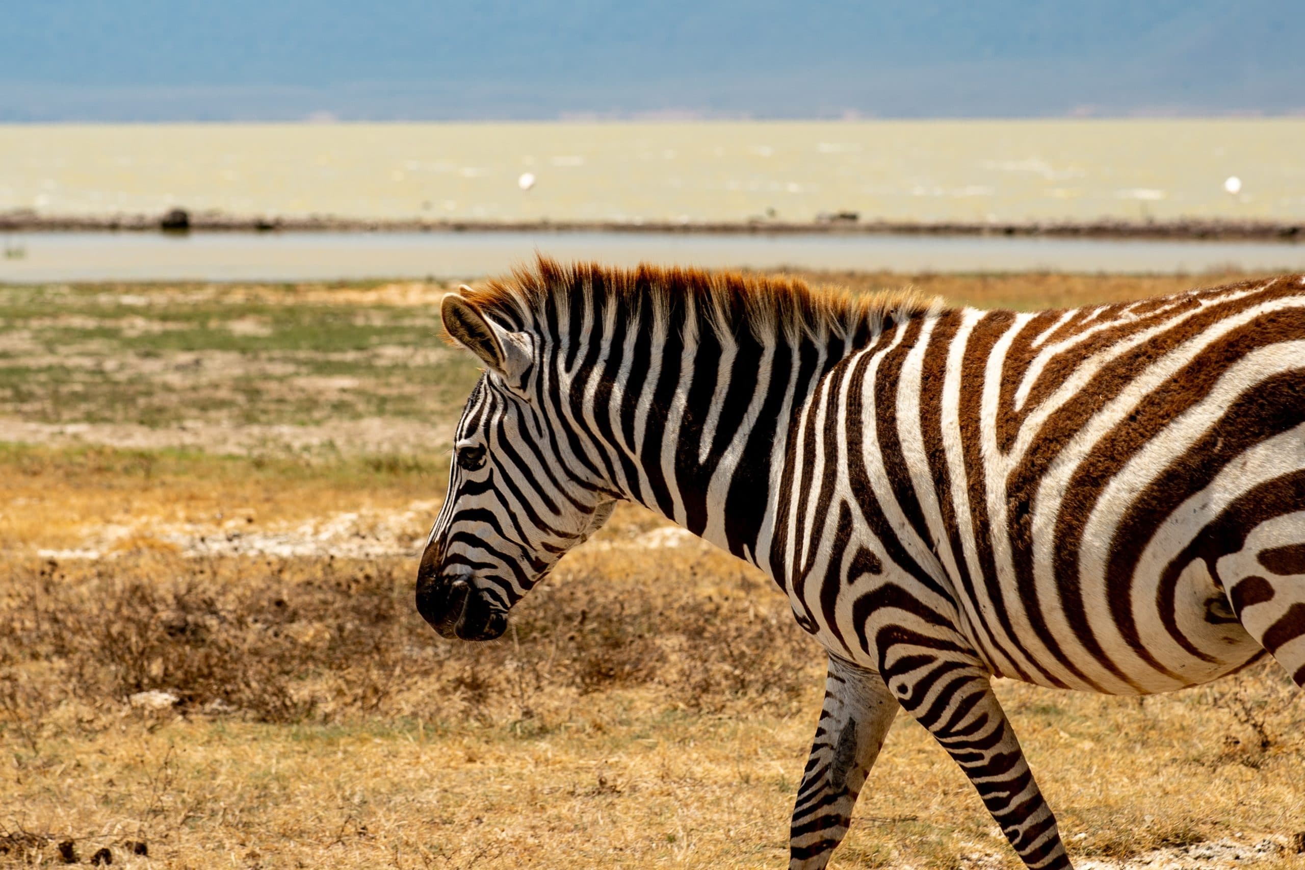 zèbre en safari en Tanzanie