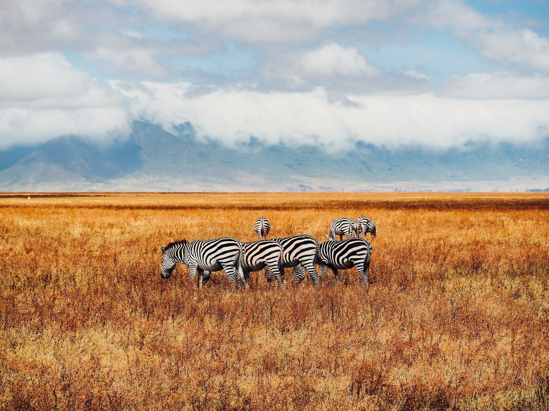 zèbres en safari au Ngorongoro