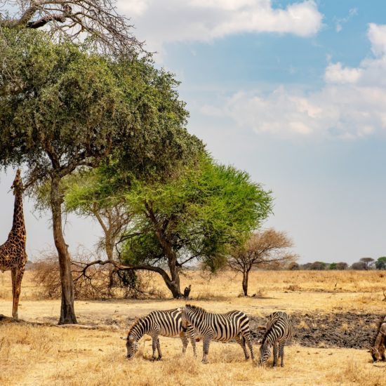 paysage de safari en Tanzanie