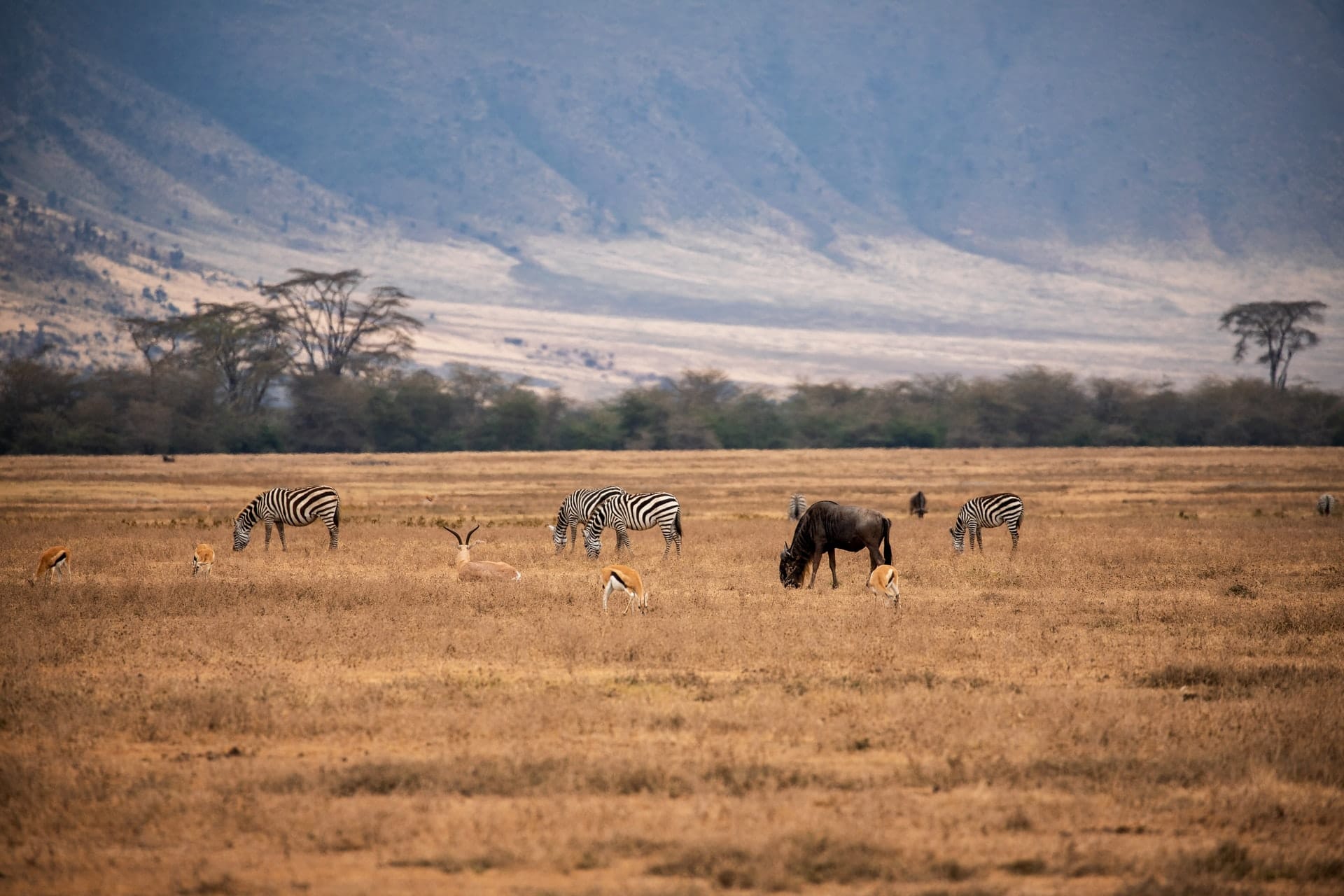 savane Ngorongoro