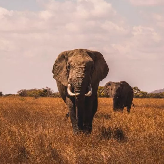 savane pendant safari en Tanzanie
