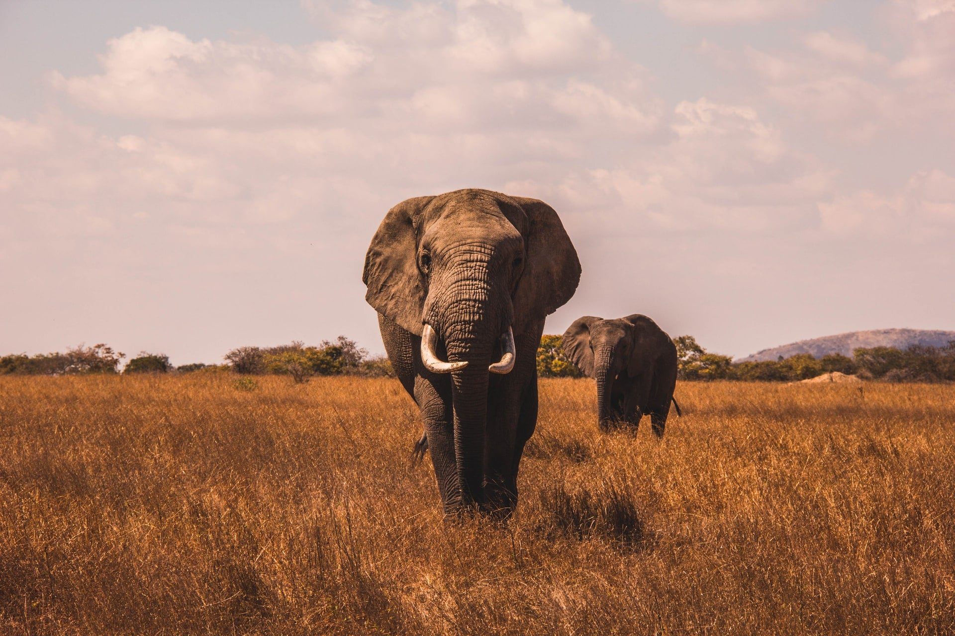 savane pendant safari en Tanzanie