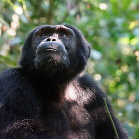 chimpanzee à Gombe