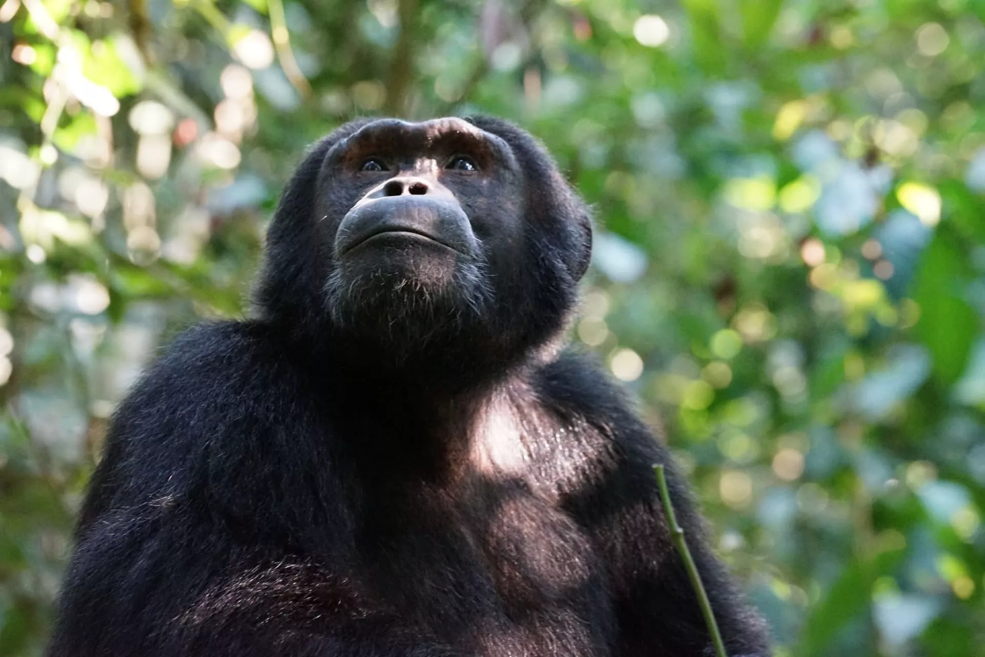 chimpanzee à Gombe