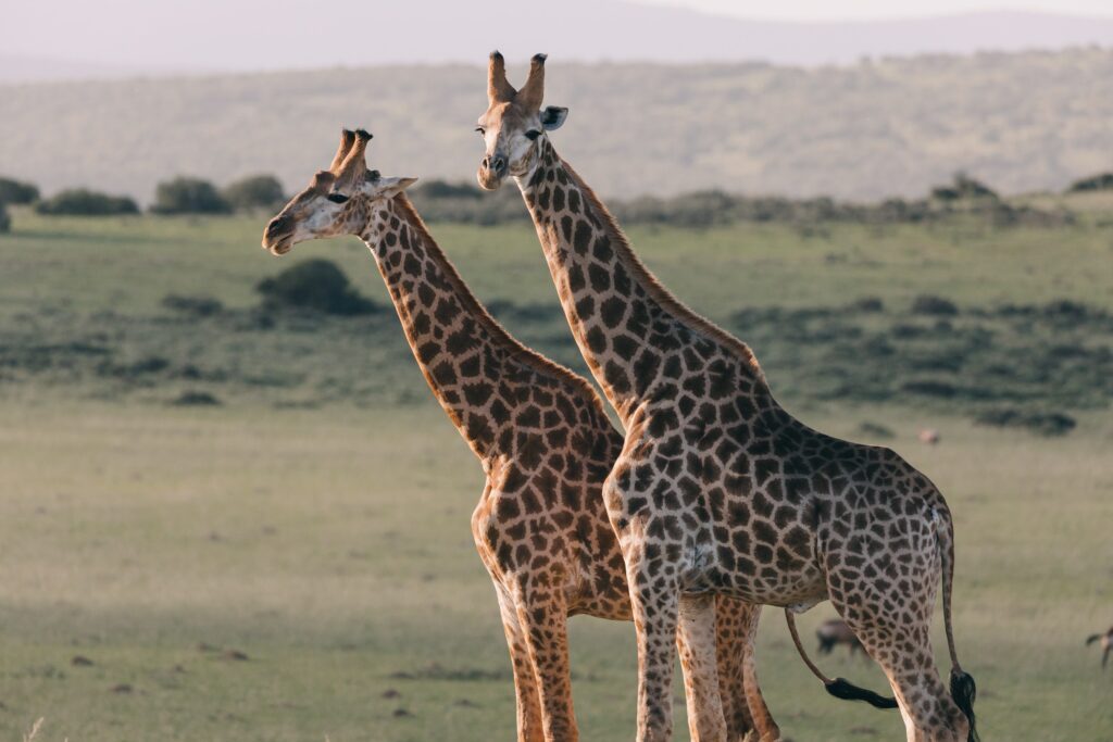 girafe safari en tanzanie