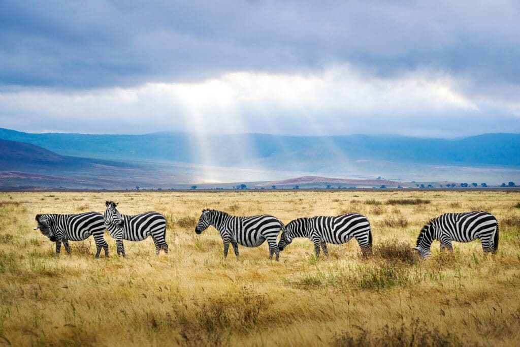 zèbres cratère du ngorongoro