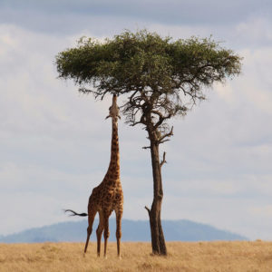 girafe kenya safari