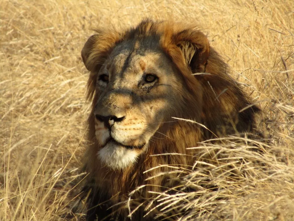 lion safari afrique