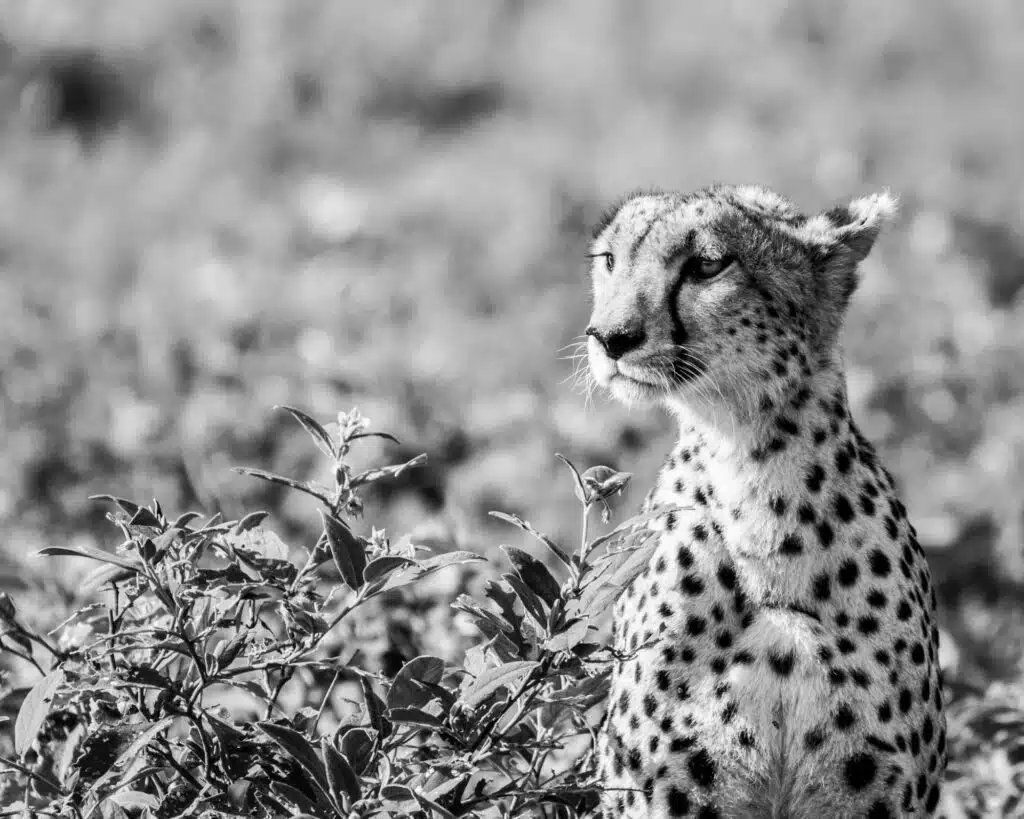 Sécurité avec la faune sauvage en Tanzanie