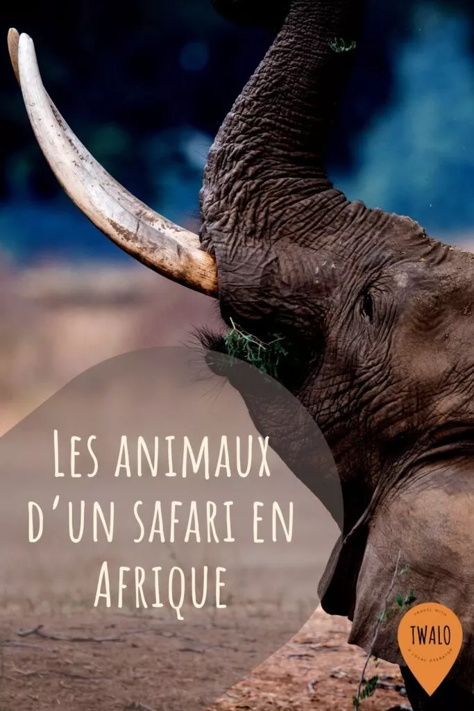Les animaux d'un safari en Afrique.