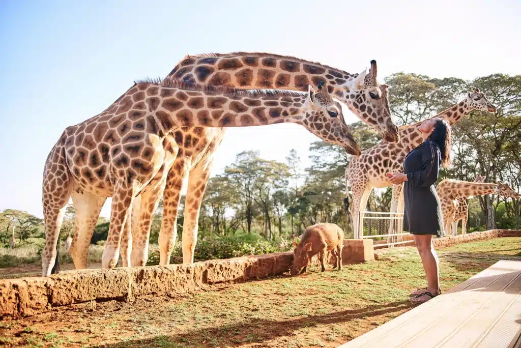 Bisou avec une girafe au Giraffe Manor