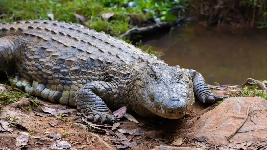 Crocodile à Madagascar