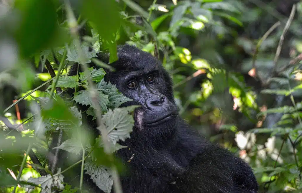 Gorille en Ouganda