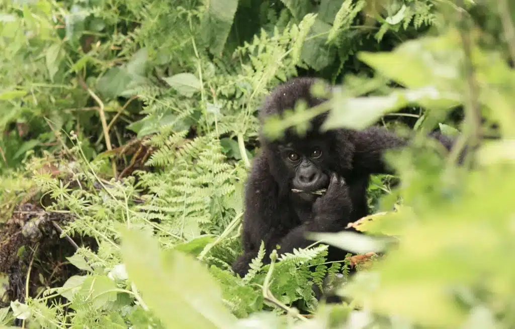 Gorille en safari au Rwanda