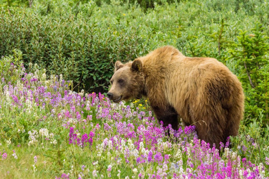 road trip canada 3 semaines