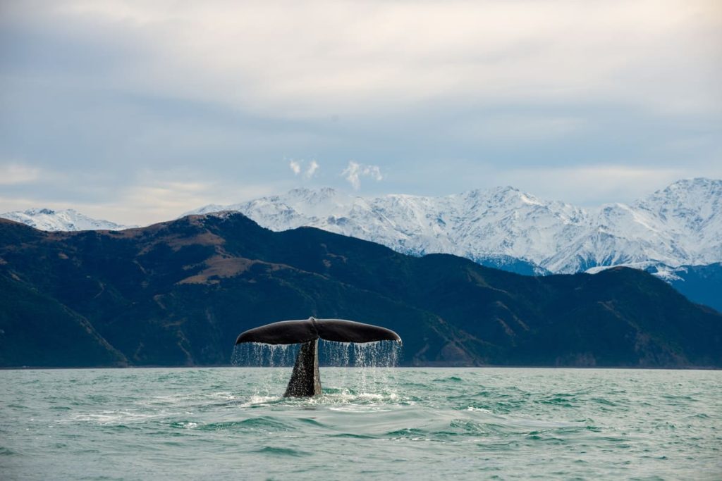 voyage enfants nouvelle zélande